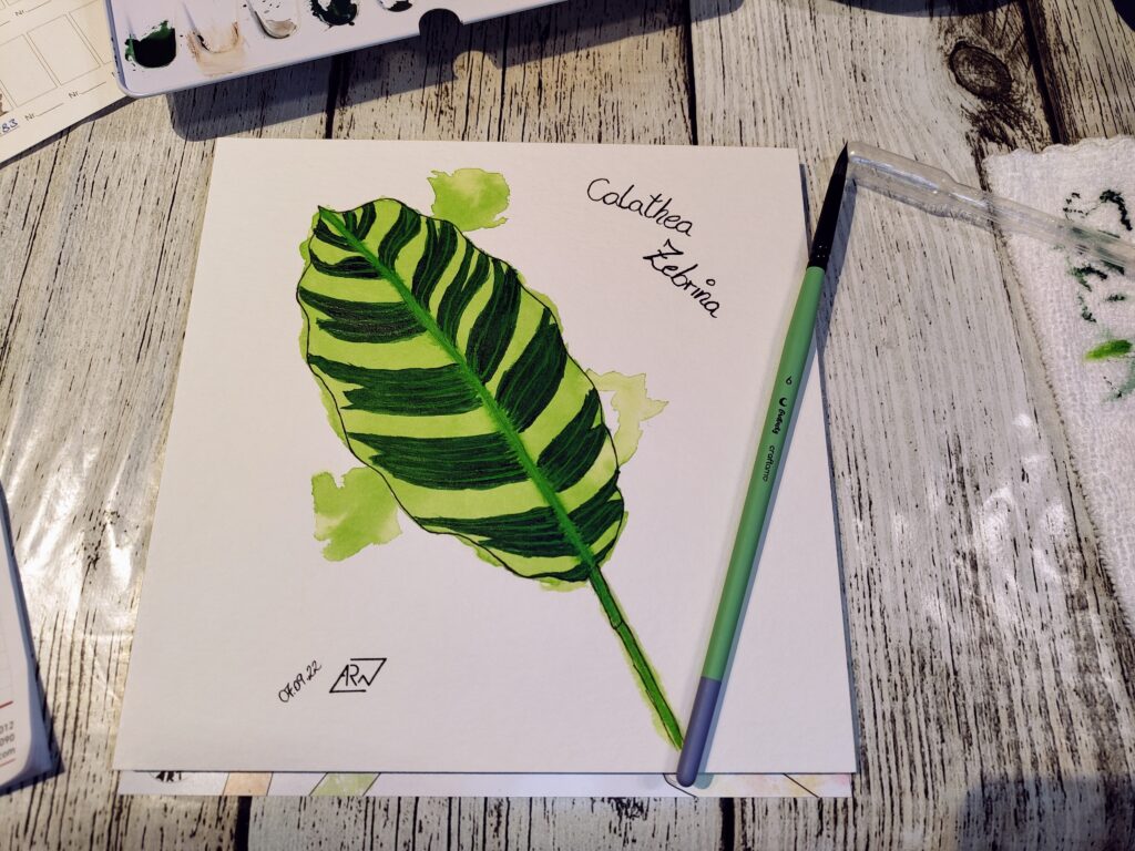 GreeneryInYourStyle - Challenge - Calathea Zebrina 2