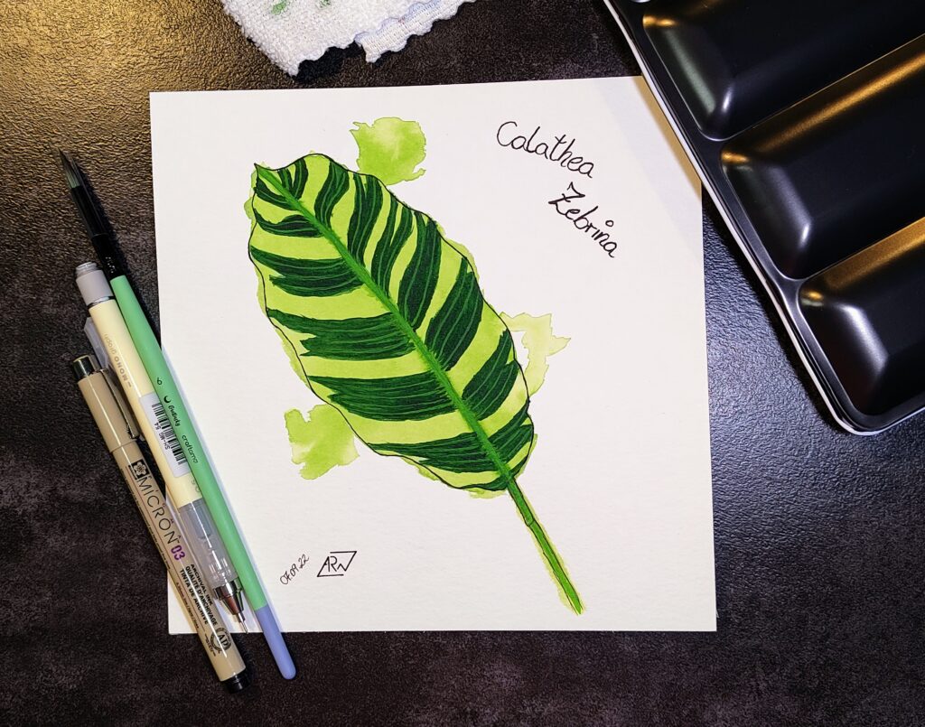 GreeneryInYourStyle - Challenge - Calathea Zebrina 1