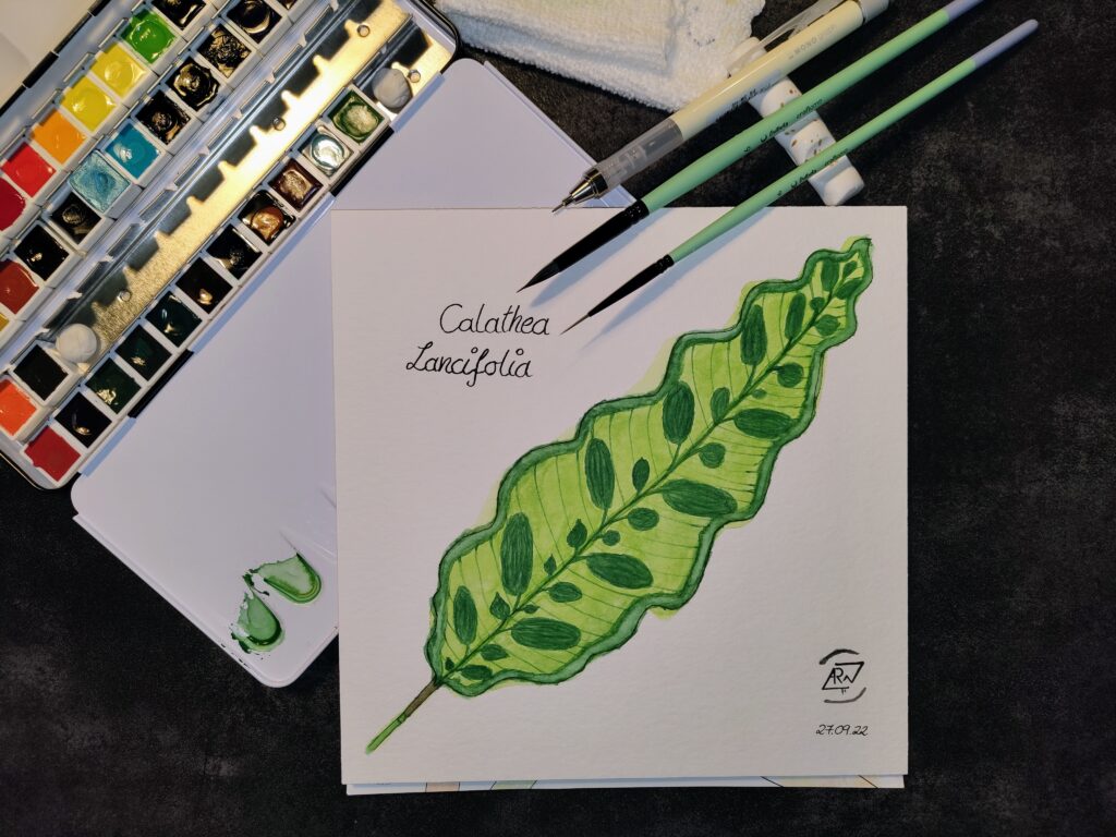 GreeneryInYourStyle - Challenge - Calathea Lancifolia 1