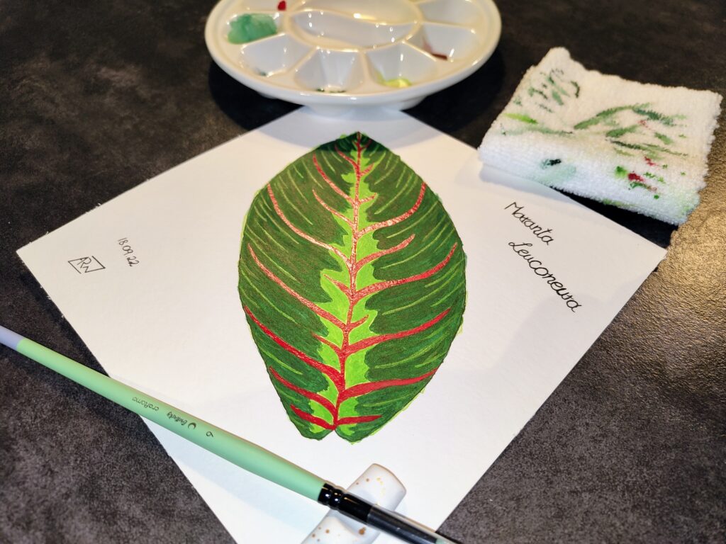 GreeneryInYourStyle - Challenge - Maranta Leuconeura 4