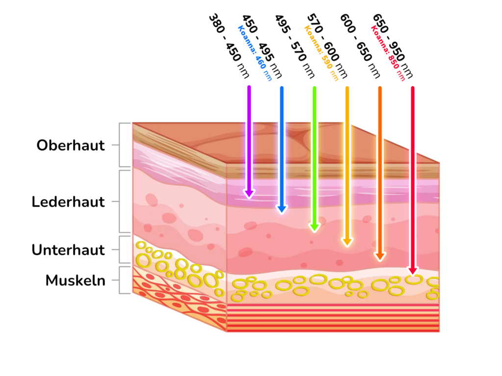 LED Lichttherapie-Maske von Koanna – Hautschichten und Lichtwellenlängen
